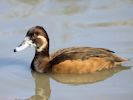 Southern Pochard (WWT Slimbridge March 2011) - pic by Nigel Key